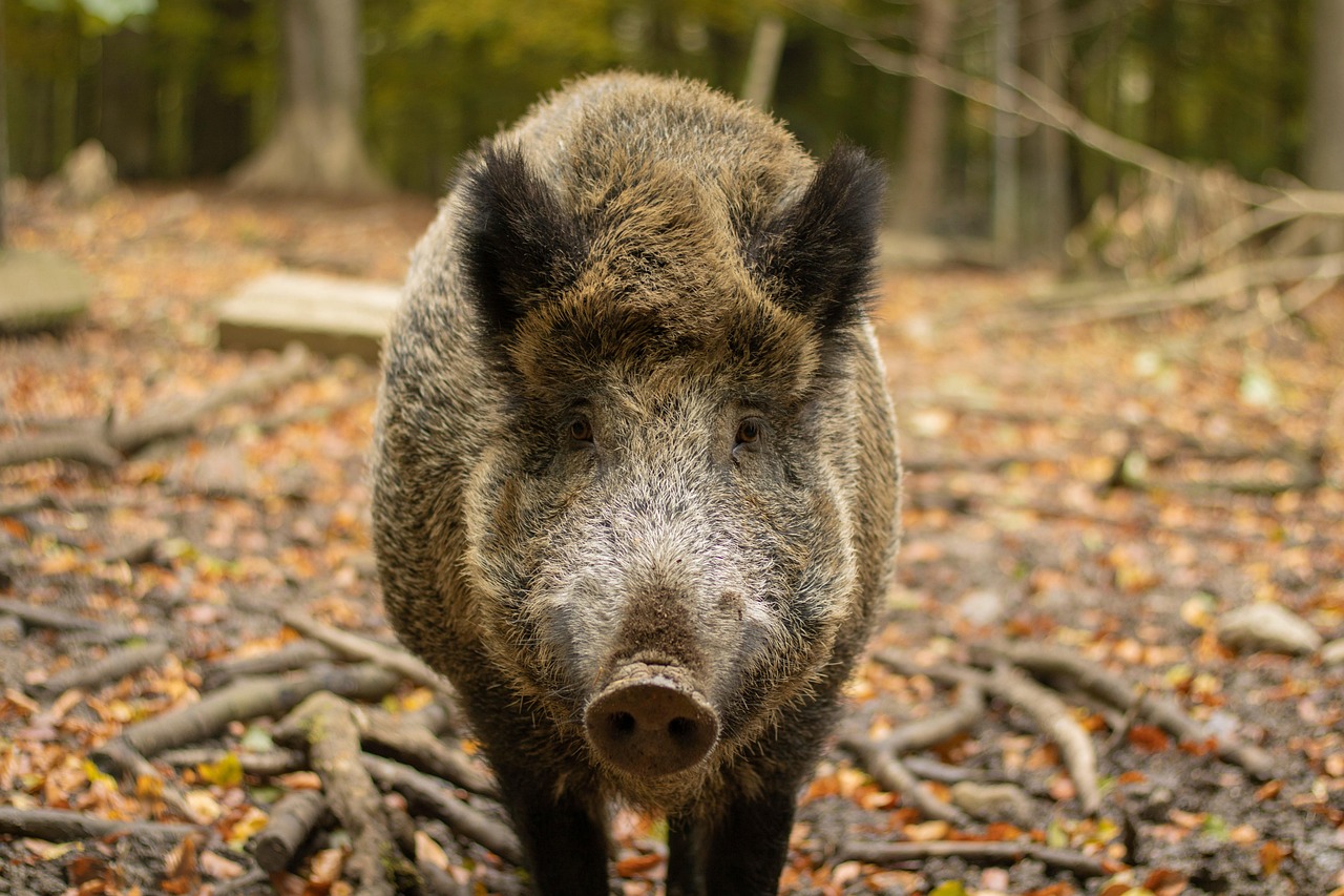 wild-boar-6749871_1280.jpg